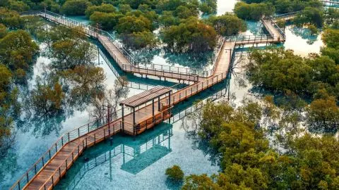 Jubail Mangrove Park - Boardwalk Experience in Abu Dhabi
