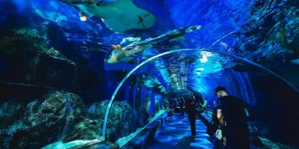 SeaLife Bangkok (Group Rate) SeaLife Bangkok (Group Rate) in Bangkok - Photo 2