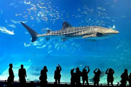 SeaLife Bangkok (Group Rate) in Bangkok