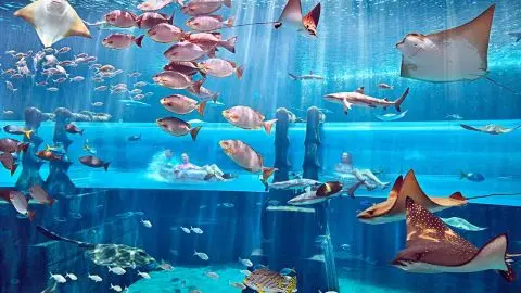 Atlantis Aquaventure - One Day Superpass in Dubai - Photo 6