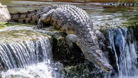 Dubai Crocodile Park in Dubai