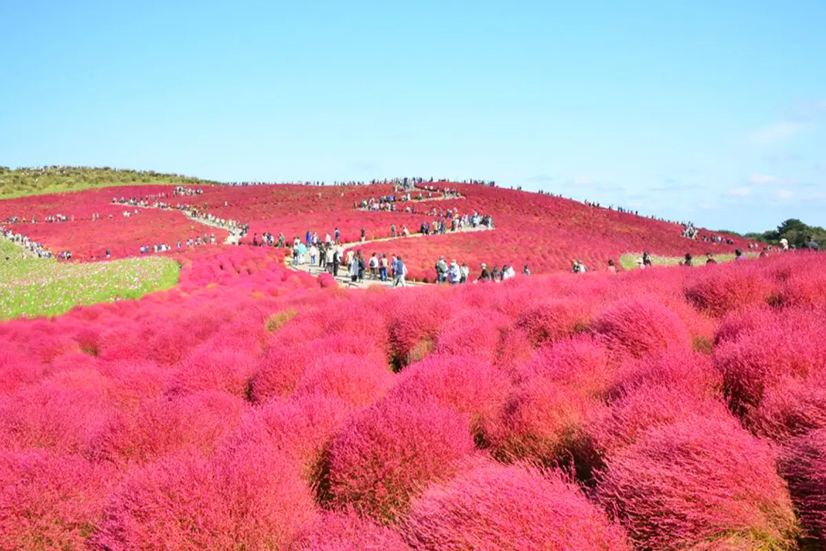 Ibaraki Flower Sea Food One-day Tour Ibaraki Flower Sea Food One-day Tour in Tokyo - Photo 2