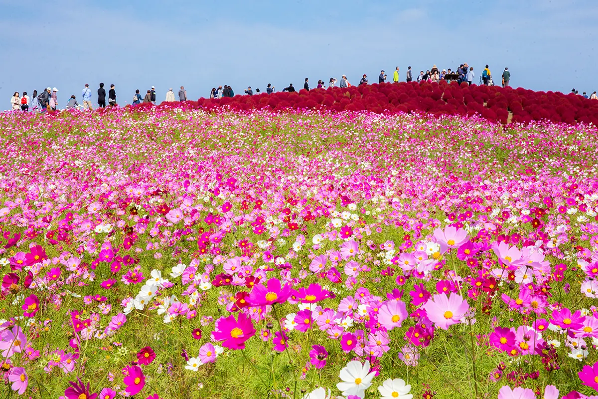 Ibaraki Flower Sea Food One-day Tour Ibaraki Flower Sea Food One-day Tour in Tokyo - Photo 5