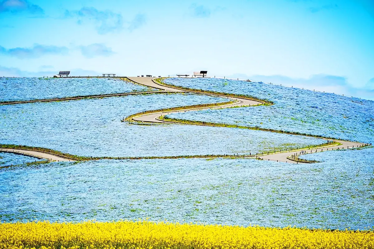 Ibaraki Flower Sea Food One-day Tour in Tokyo