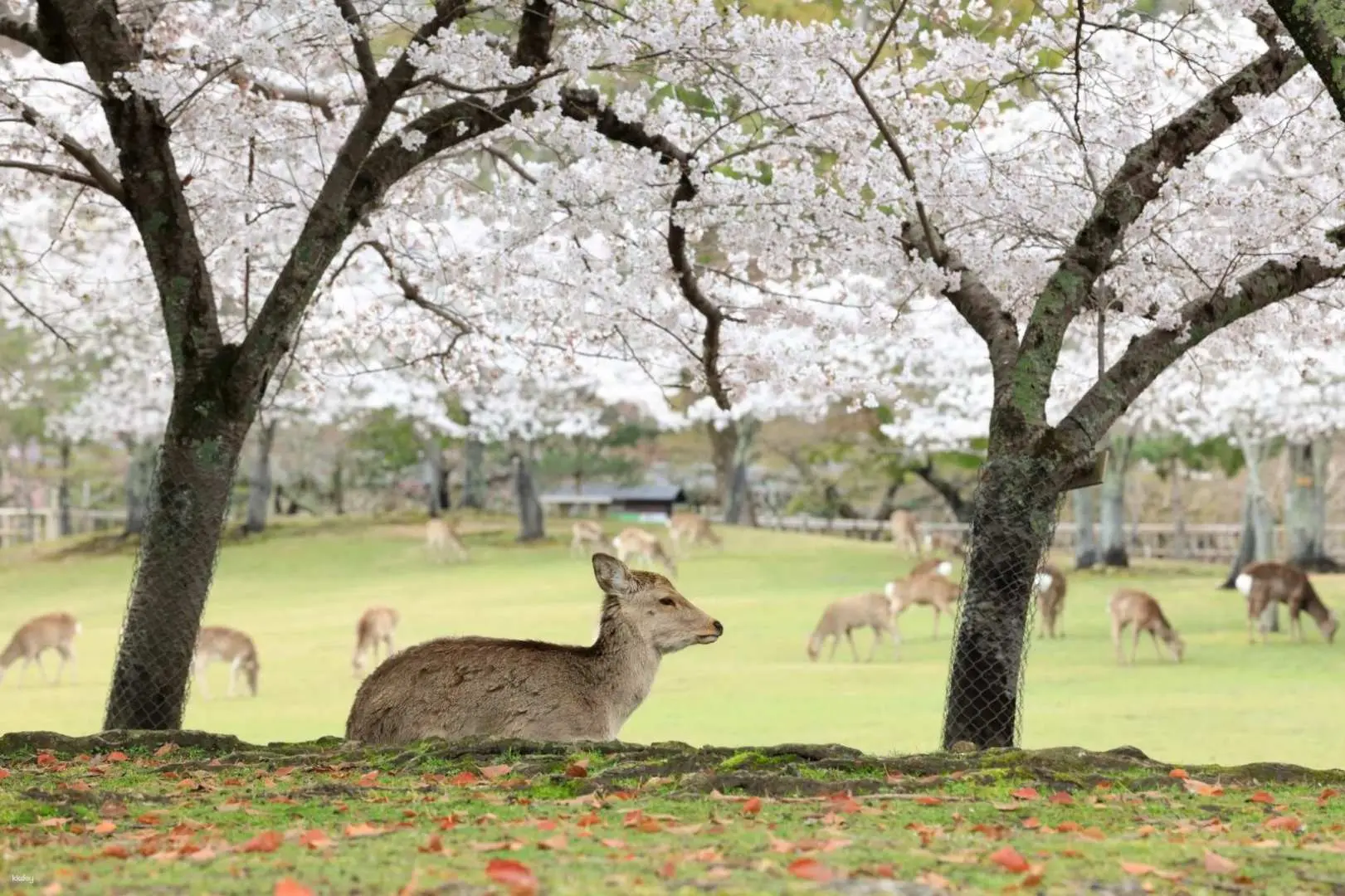 Kansai, Japan|KINTETSU RAIL PASS 1 / 2 / 5-Day Pass Standard Version / 5-Day Pass PLUS Version Kansai, Japan|KINTETSU RAIL PASS 1 / 2 / 5-Day Pass Standard Version / 5-Day Pass PLUS Version in Tokyo - Photo 2