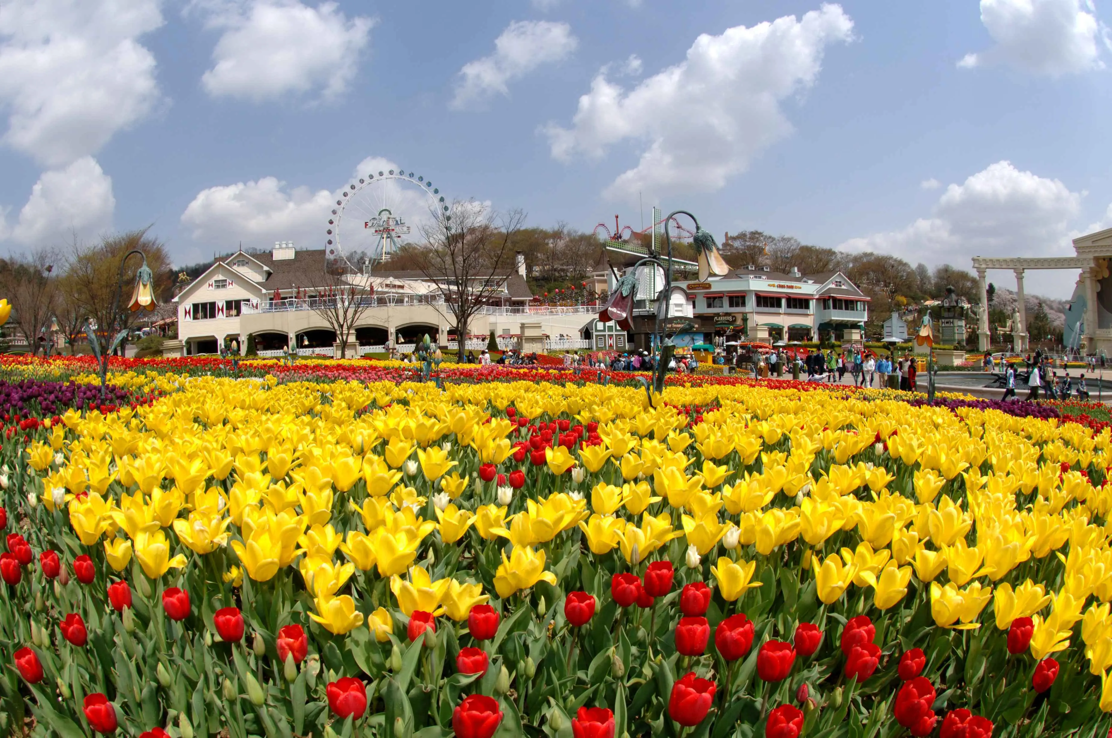 Everland Shuttle Bus in Seoul