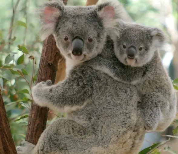 Lone Pine Koala Sanctuary in Brisbane