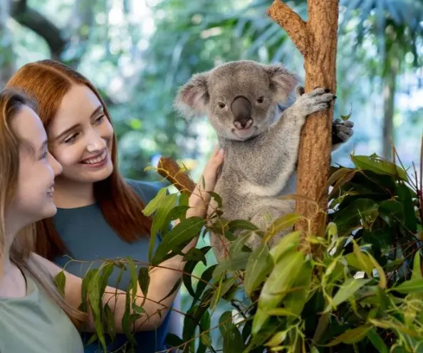 Lone Pine Koala Sanctuary Lone Pine Koala Sanctuary in Brisbane - Photo 6