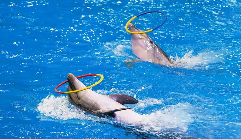 Dubai Dolphinarium Dubai Dolphinarium in Dubai - Photo 2