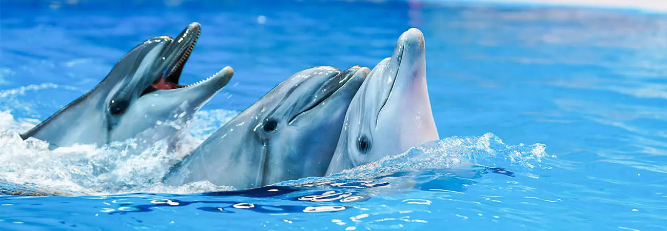 Dubai Dolphinarium Dubai Dolphinarium in Dubai - Photo 3