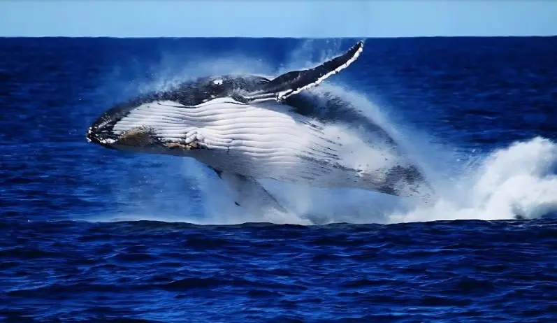 Brisbane Whale Watching Cruise in Brisbane