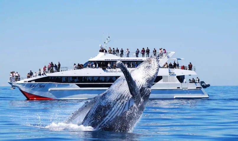 Brisbane Whale Watching Cruise Brisbane Whale Watching Cruise in Brisbane - Photo 4