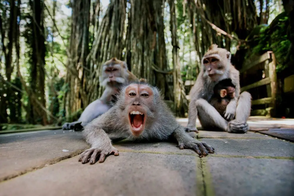 Sacred Monkey Forest Ubud Sacred Monkey Forest Ubud in Bali - Photo 4