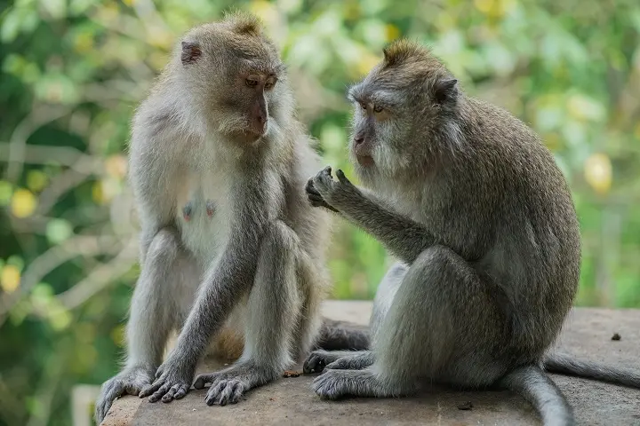 Sacred Monkey Forest Ubud in Bali