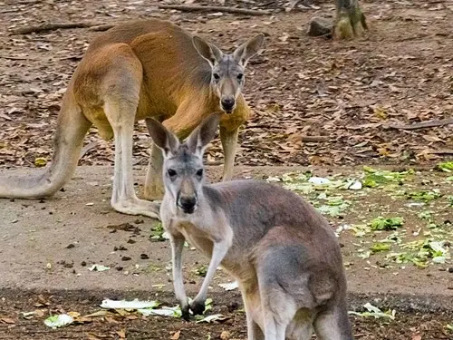 Chiang Mai Night Safari with Share Transfer in Chiang Mai - Photo 3