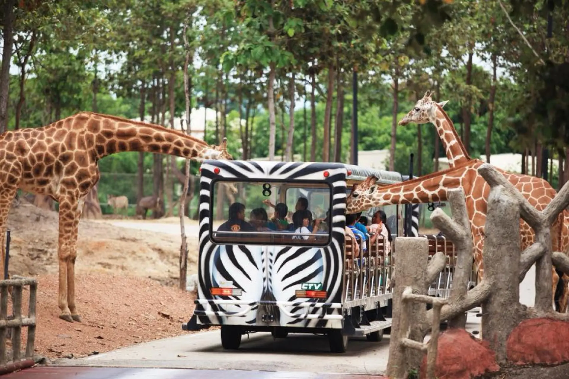 Chiang Mai Night Safari with Share Transfer in Chiang Mai - Photo 4