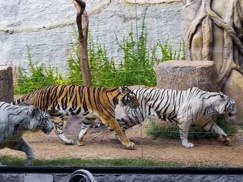 Chiang Mai Night Safari with Share Transfer in Chiang Mai - Photo 6
