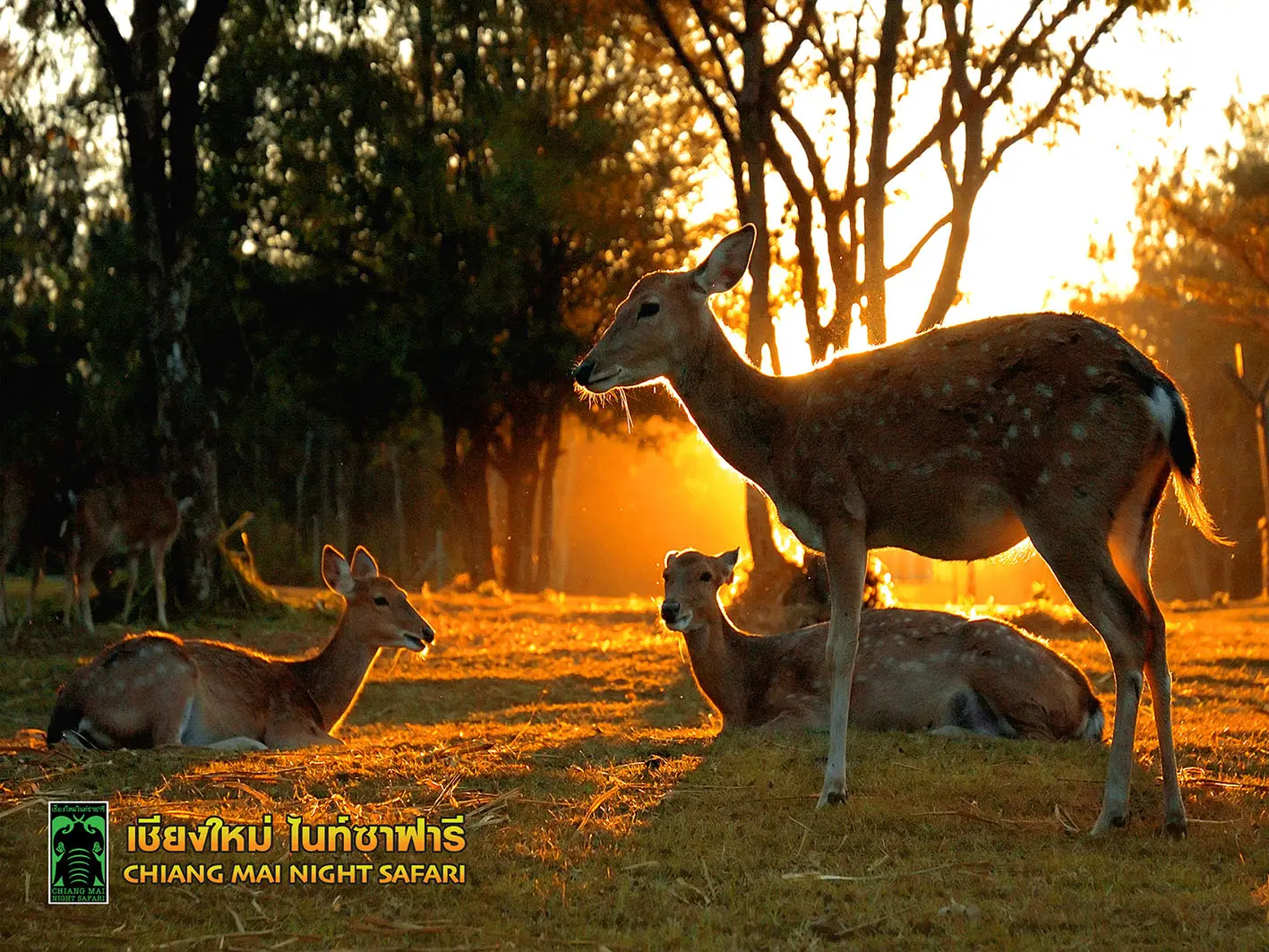 Chiang Mai Night Safari with Share Transfer in Chiang Mai - Photo 7