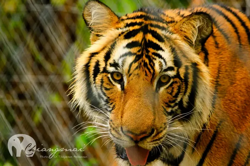 Chiang Mai Night Safari with Share Transfer in Chiang Mai - Photo 8