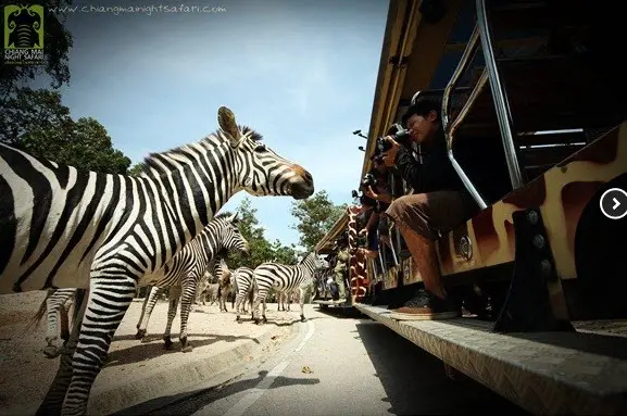 Chiang Mai Night Safari with Share Transfer in Chiang Mai - Photo 9