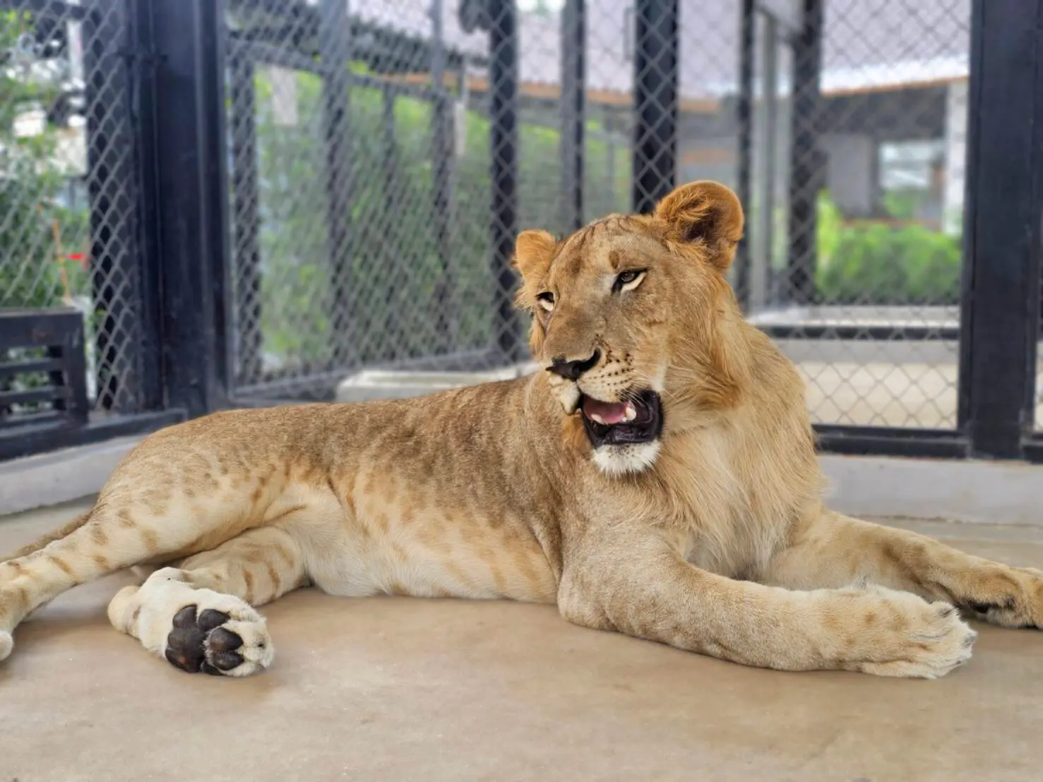 Lion Land Phuket in Phuket - Photo 8