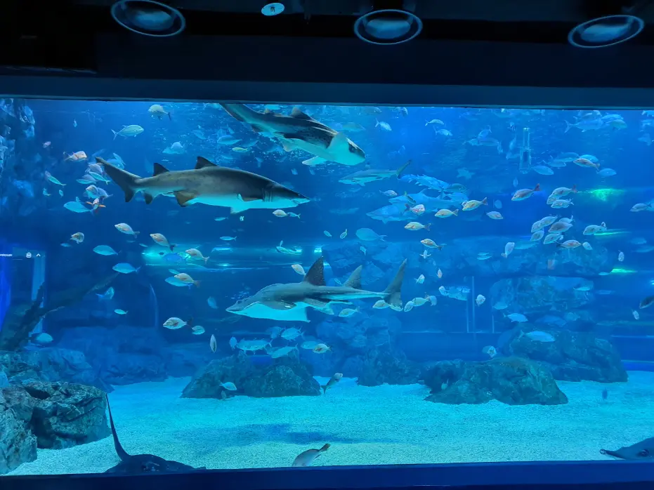 [Non-Korean] [Suwon] Gwanggyo Aqua Planet Discount Ticket in Seoul - Photo 5