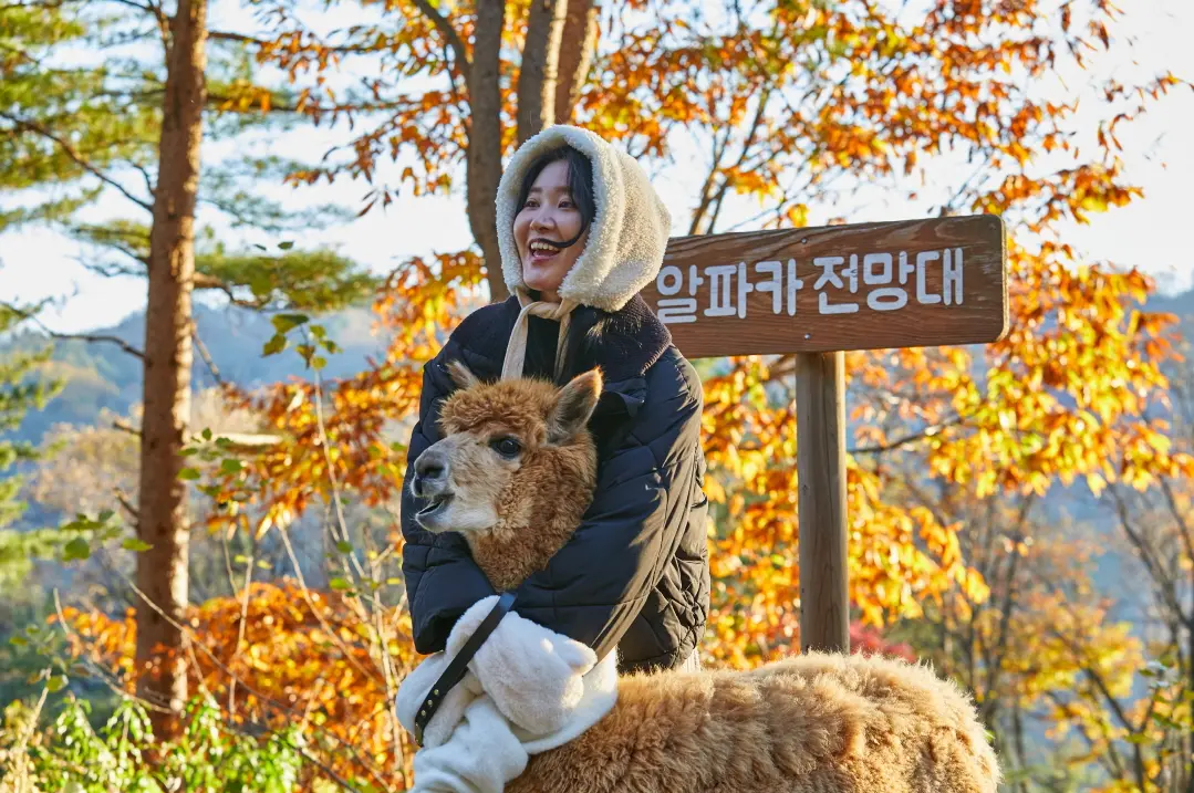 [Non-Korean] [Gangwon] Alpaca World Admission Ticket in Seoul - Photo 3