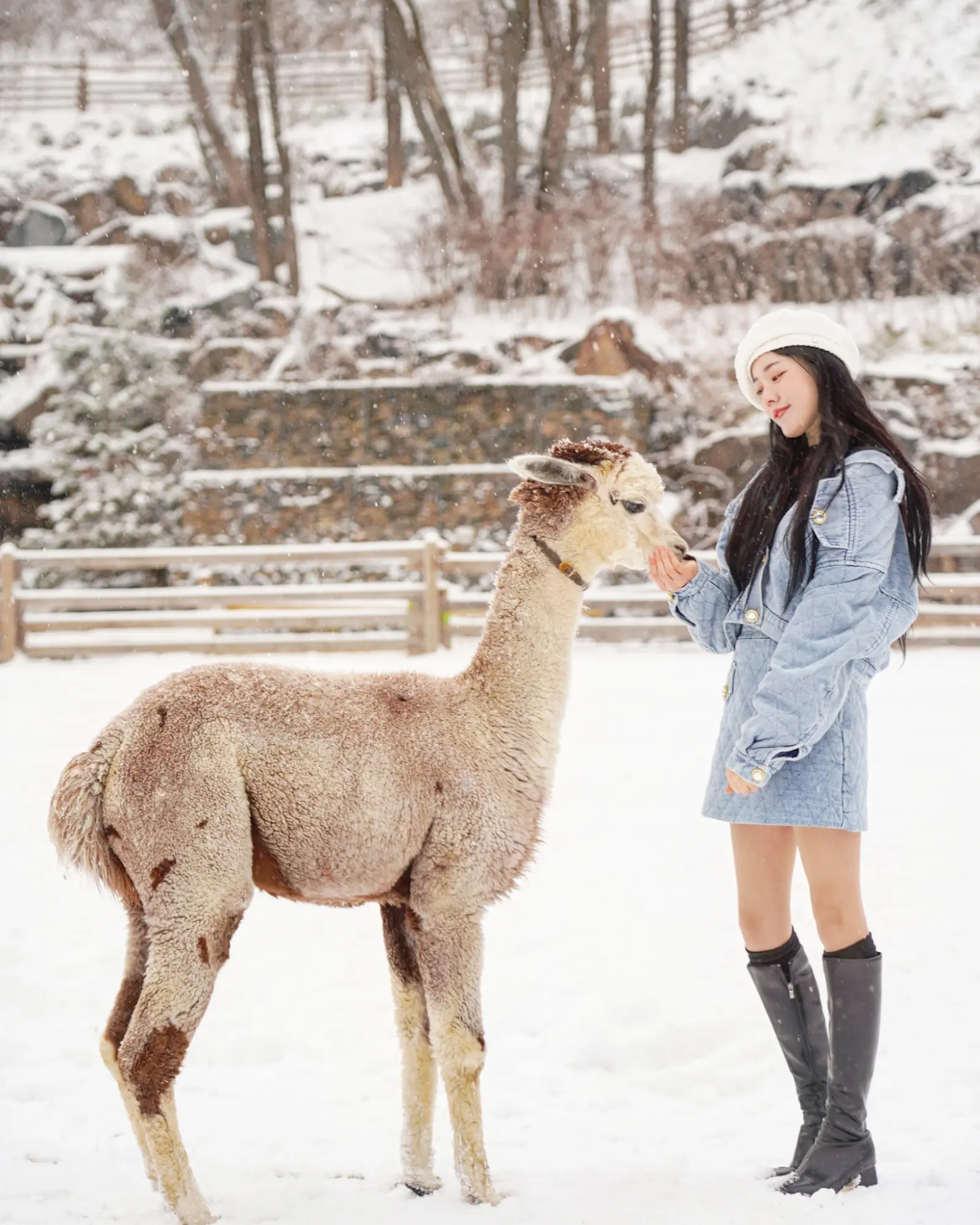 [Non-Korean] [Gangwon] Alpaca World Admission Ticket in Seoul - Photo 6