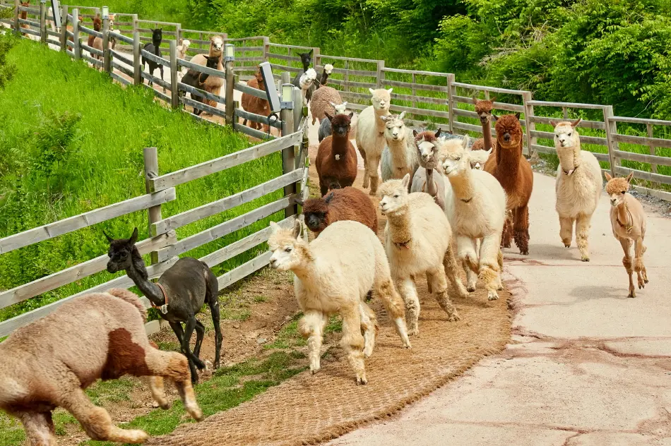[Non-Korean] [Gangwon] Alpaca World Admission Ticket in Seoul - Photo 7
