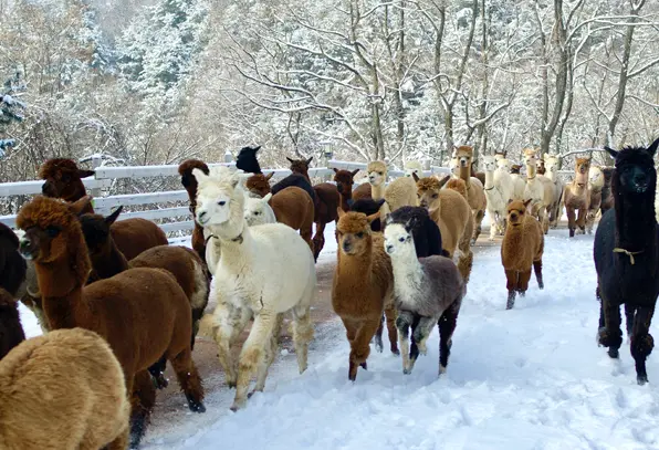 [Non-Korean] [Gangwon] Alpaca World Admission Ticket in Seoul - Photo 10