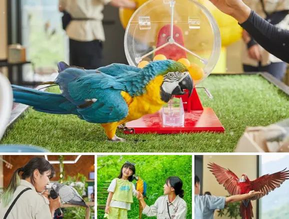 [Non-Korean] [Gangwon] Alpaca World Admission Ticket in Seoul - Photo 12