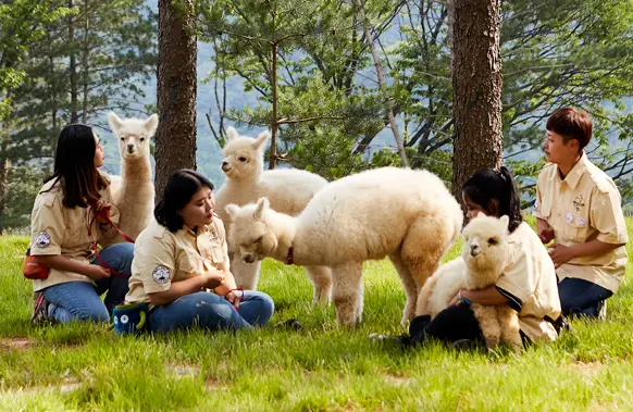[Non-Korean] [Gangwon] Alpaca World Admission Ticket in Seoul - Photo 14