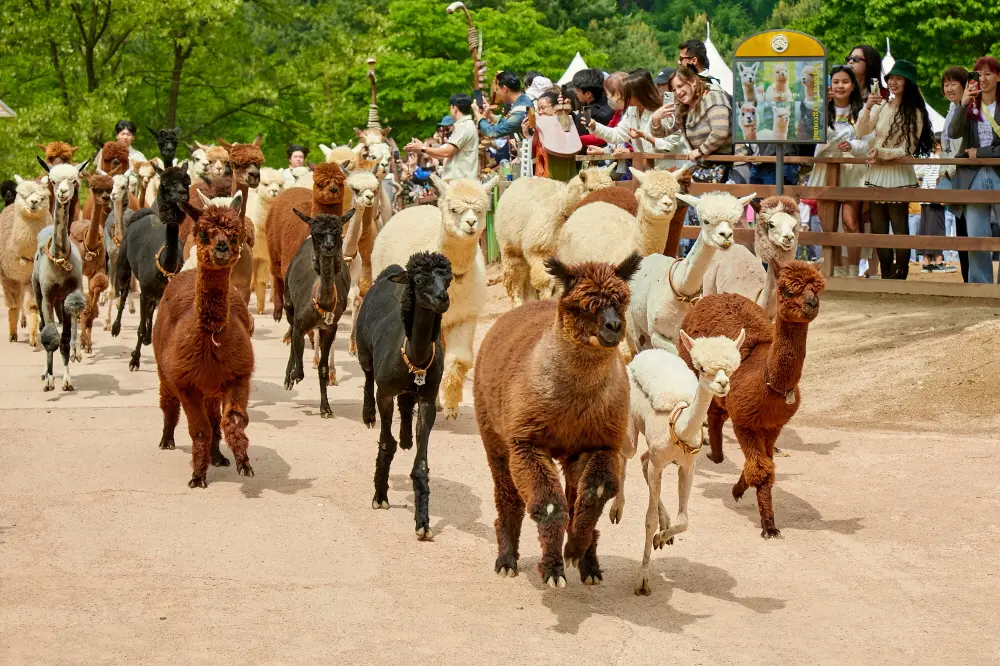 [Non-Korean] [Gangwon] Alpaca World Admission Ticket in Seoul - Photo 15