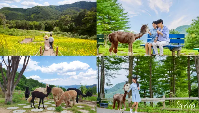 [Non-Korean] [Gangwon] Alpaca World Admission Ticket in Seoul - Photo 17