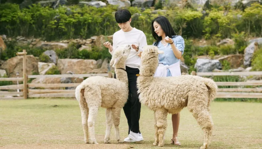 [Non-Korean] [Gangwon] Alpaca World Admission Ticket in Seoul
