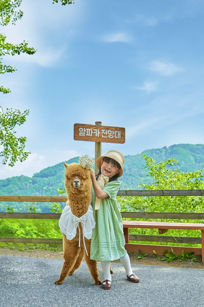 [Non-Korean] [Gangwon] Alpaca World Admission Ticket in Seoul - Photo 18