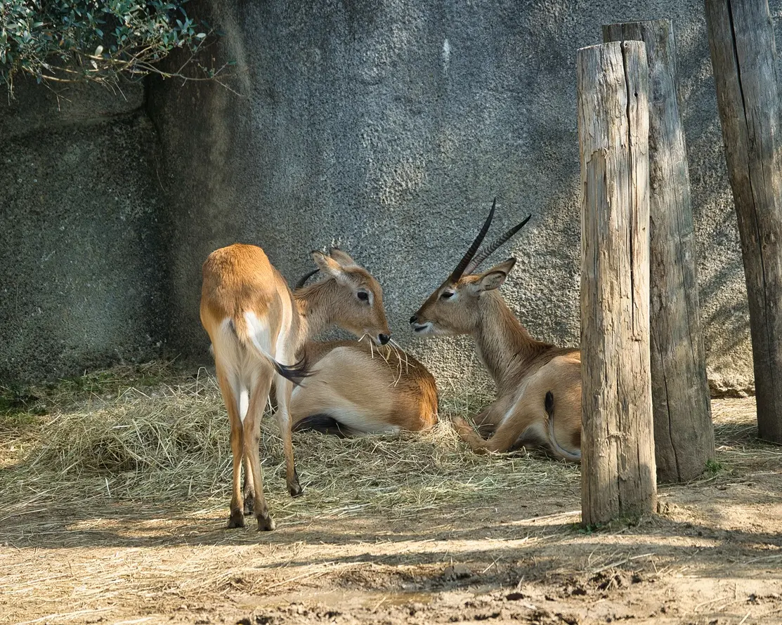 Paris Zoological Park Paris Zoological Park in Paris - Photo 7