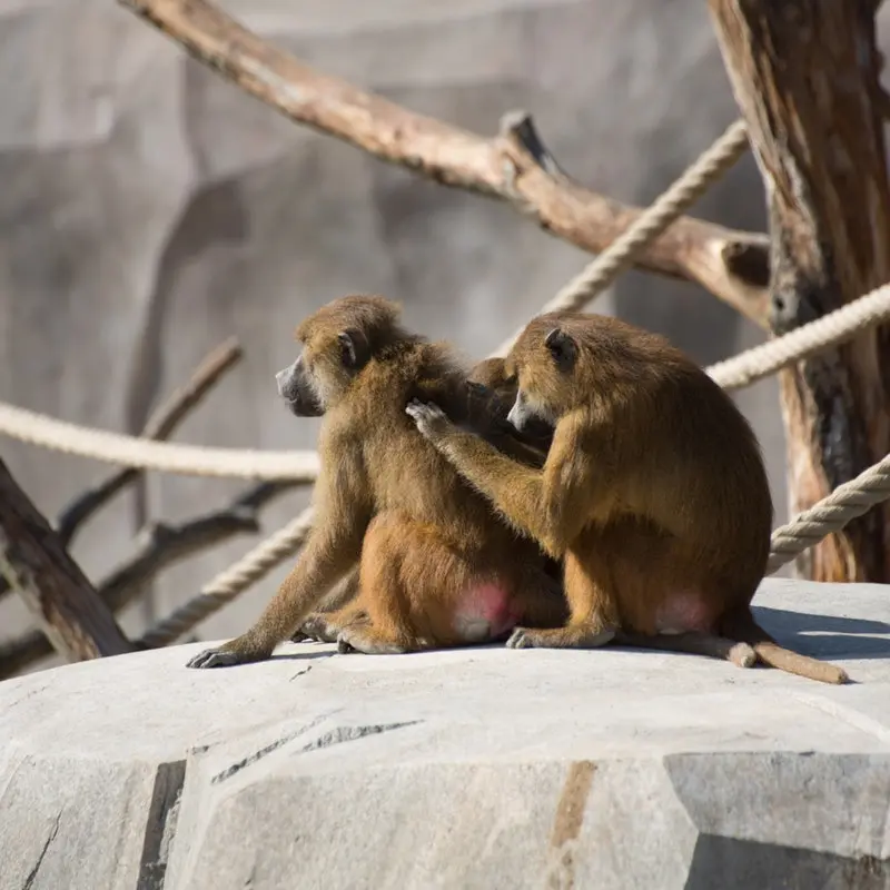 Paris Zoological Park Paris Zoological Park in Paris - Photo 5