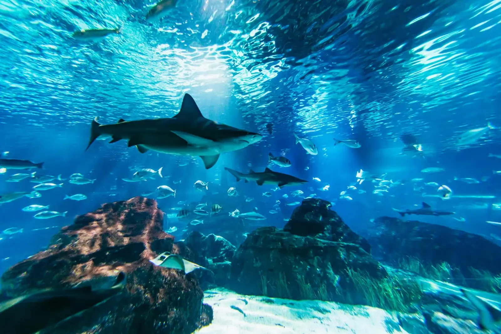 Barcelona Aquarium: Entry Ticket in Barcelona - Photo 5
