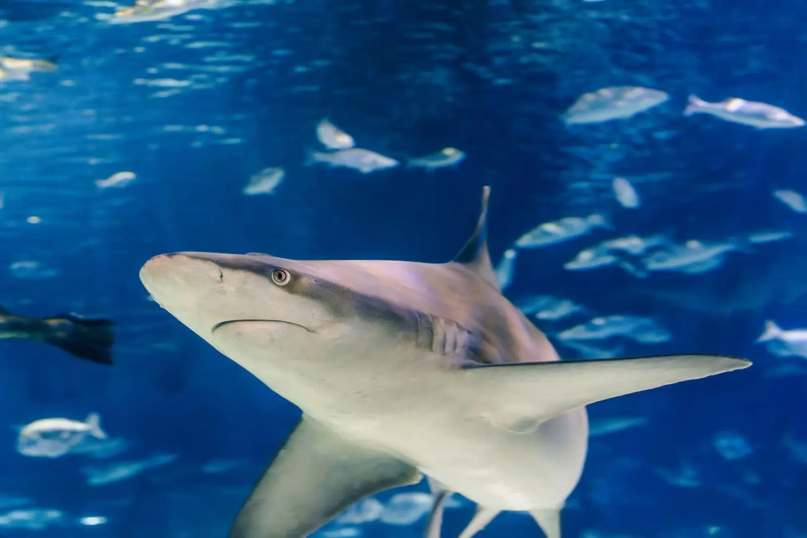 Barcelona Aquarium: Entry Ticket in Barcelona - Photo 6
