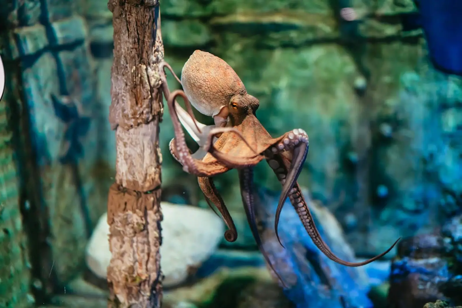 Barcelona Aquarium: Entry Ticket in Barcelona - Photo 10