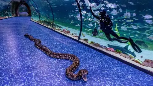 The National Aquarium Abu Dhabi The National Aquarium Abu Dhabi in Dubai - Photo 3