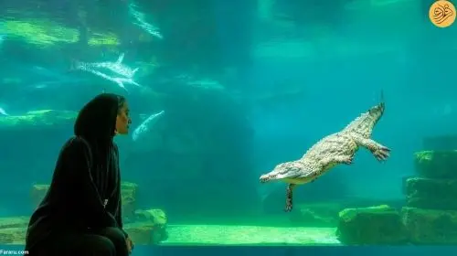 Dubai Crocodile Park tour with Transfers Day Tours in Dubai