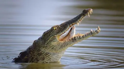 Dubai city tour & Crocodile Park tour with Transfers Day Tours in Dubai