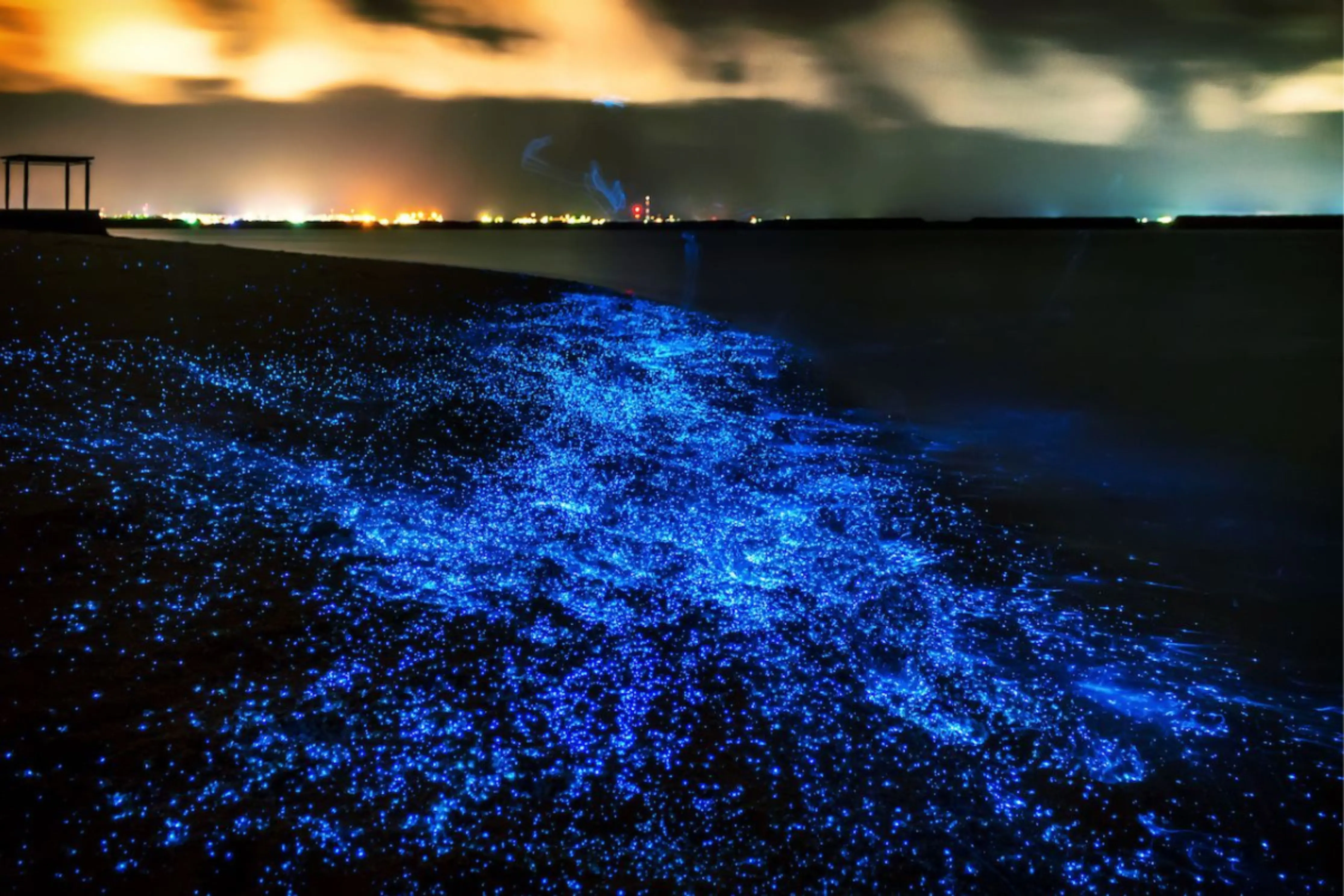 Bioluminescence & Sea Canoes in Phang Nga Bay by Speedboat incl. Transfer (included roundtrip transfer in Phuket Island) in Phuket