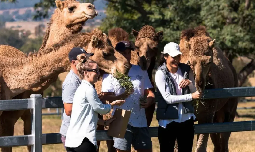 Camel Farm Guided Tour with Tasting - 1 Hour in Brisbane