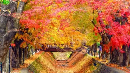 Iconic Fuji Adventure: Kawaguchiko, Stairway Town & Instagram Hotspots Iconic Fuji Adventure: Kawaguchiko, Stairway Town & Instagram Hotspots in Tokyo - Photo 4