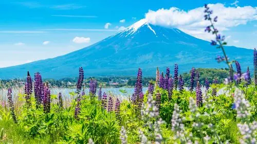 Iconic Fuji Adventure: Kawaguchiko, Stairway Town & Instagram Hotspots Iconic Fuji Adventure: Kawaguchiko, Stairway Town & Instagram Hotspots in Tokyo - Photo 9