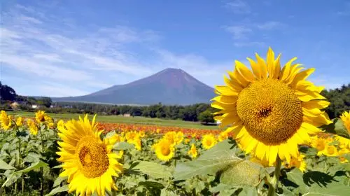 Iconic Fuji Adventure: Kawaguchiko, Stairway Town & Instagram Hotspots Iconic Fuji Adventure: Kawaguchiko, Stairway Town & Instagram Hotspots in Tokyo - Photo 10