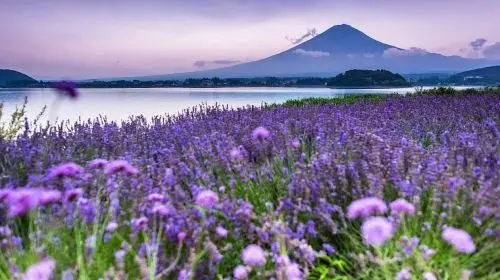 Iconic Fuji Adventure: Kawaguchiko, Stairway Town & Instagram Hotspots Iconic Fuji Adventure: Kawaguchiko, Stairway Town & Instagram Hotspots in Tokyo - Photo 11
